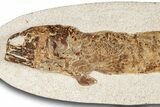 Lower Turonian Fossil Fish - Goulmima, Morocco #255501-1